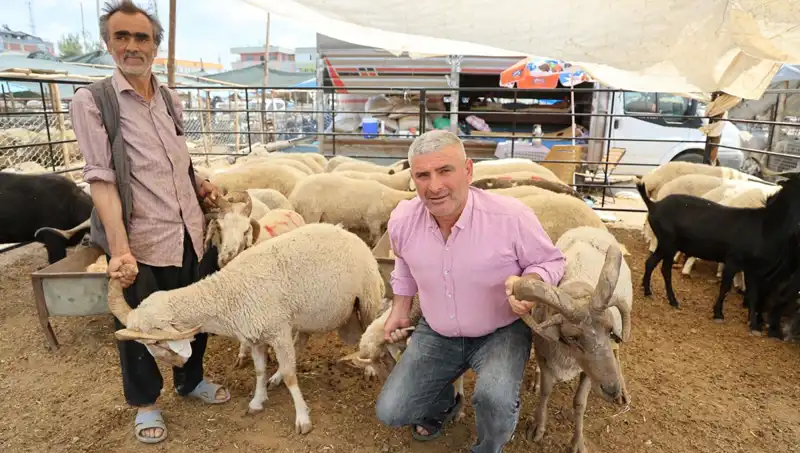 Kurban Bayramı’nda Dikkat Çeken Güzellik: 4 Boynuzlu Koçlar