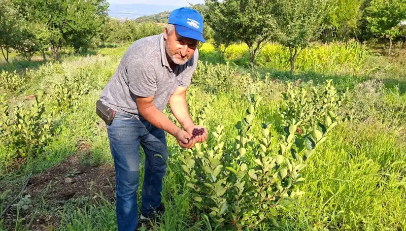 Üç Yıl Önce Ekim Yapılan Ağaçlar, Bu Yıl İlk Meyvelerini Verdi!