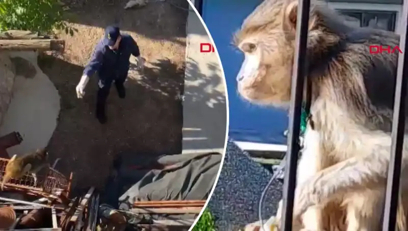 Muğla’da Şaşırtıcı Olay: Mahalleli Maymunu Kovaladı!