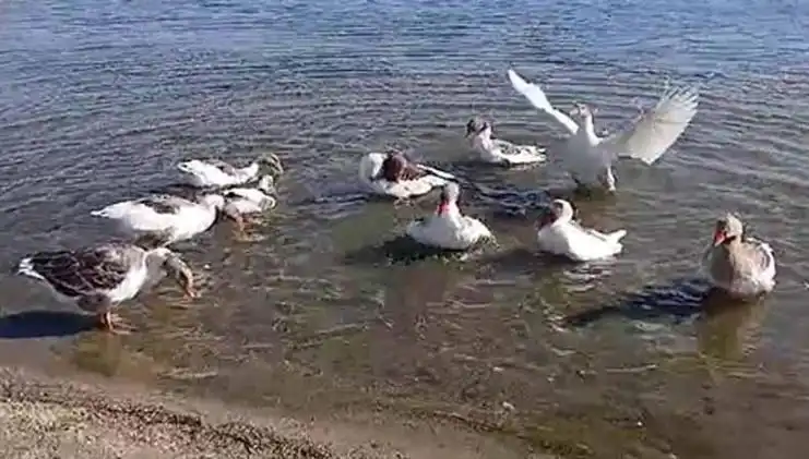 Denizde Yüzdükleri İçin Şikayet Edilen Kazlar, Kümesle Kapatıldı!