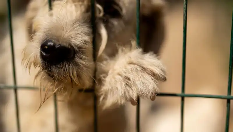 İş Stresi: İnsanların Dostu Köpeklerdeki Gizli Etkileri