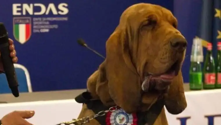 Arama Köpeğine Şok Suikast: Çivili Sosisle Öldürüldü