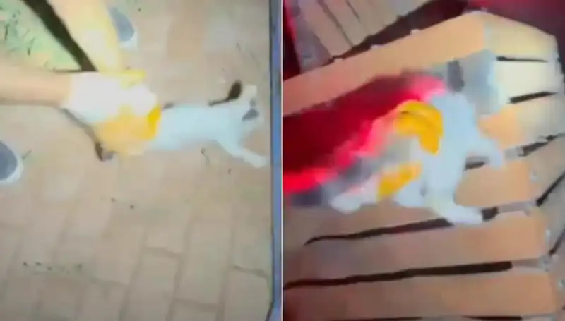 Gece Yarısı İtfaiye Ekibi, Kediyi Tehlikeden Kurtardı!