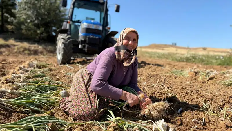 Selenyum Zengini Tarım Ürünü: Geçim Kaynağı Haline Geldi