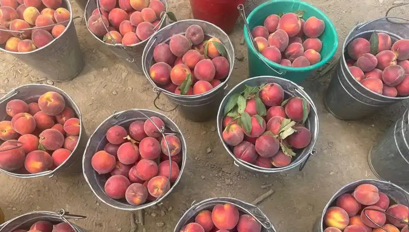 Hasat Elde Başarıyla Gerçekleşti: Çiftçilerin Yüzü Güldü!