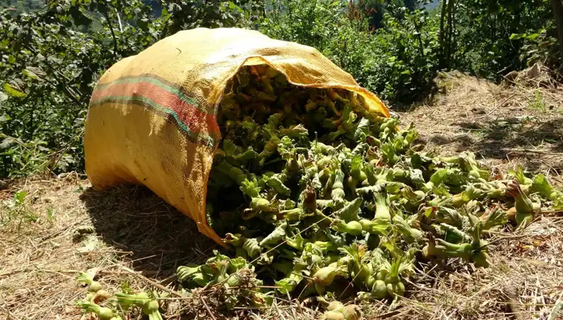 Giresun'da Fındık Hasadı Başladı: Çiftçilerin Yüzü Gülüyor