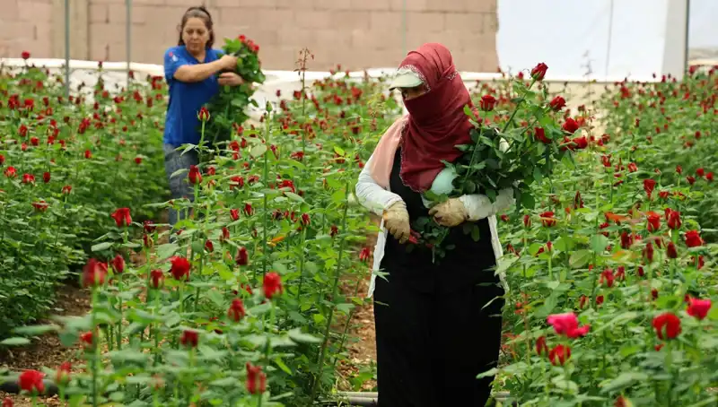 Anneler Günü'nde Gül Üreticileri İçin Fırsatlar: Serada 5, İnternette 100 TL