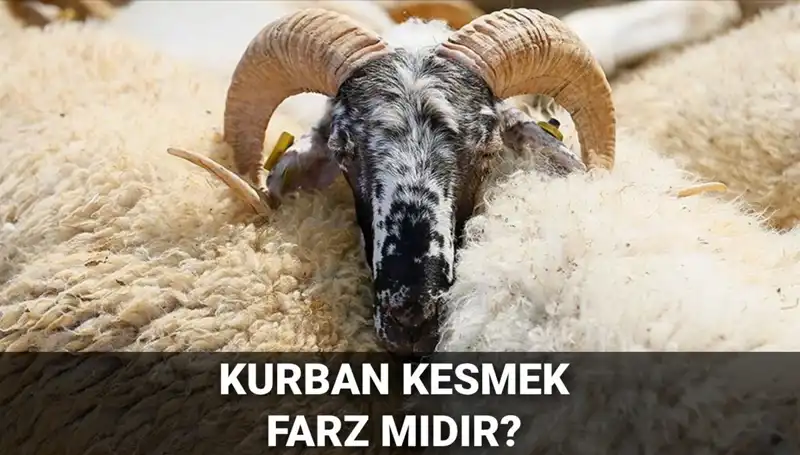 Kurban Kesmenin Dinî Hükmü ve Şartları: Diyanet'in Görüşleri