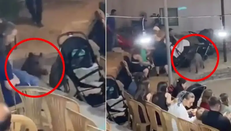 Yıldız Düğünde Yaban Domuzu Paniği: Misafirler Kaçışmaya Başladı!