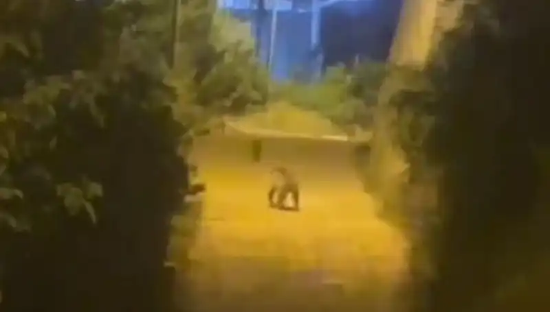 Gümüşhane Merkezinde Ayı Görüntüleri Hayvanseverleri Büyüledi