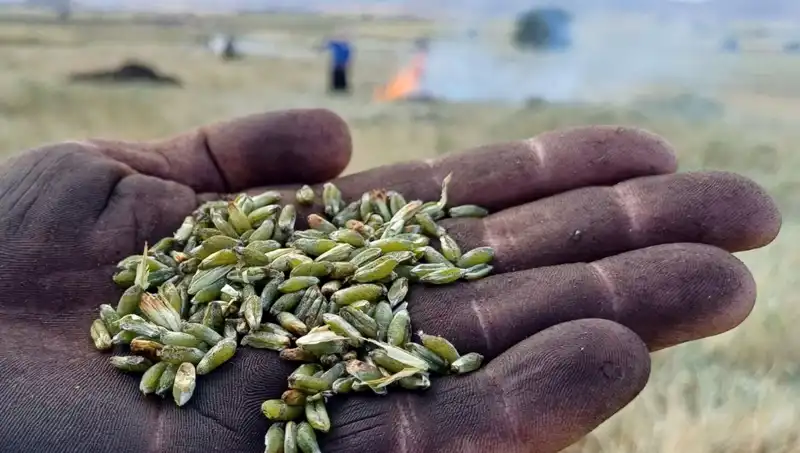 Firik Sezonu Başladı: Eşsiz Tatlar ve Sağlıklı Beslenmenin Keyfi
