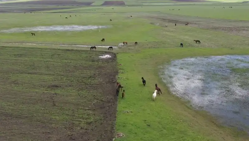 Kars’ın Eşsiz Doğasında Yılkı Atlarının Dansı: Doğa ve Hayvan Sevgisi