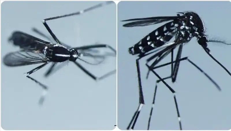 Chikungunya Virüsü: Belirtileri, Etkileri ve Enfekte Ülkeler Hakkında Bilmeniz Gerekenler