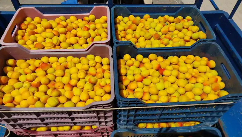 Tarımda Yeni Dönem: İlk Hasat Heyecanı ve 500 TL'lik Fiyatlar