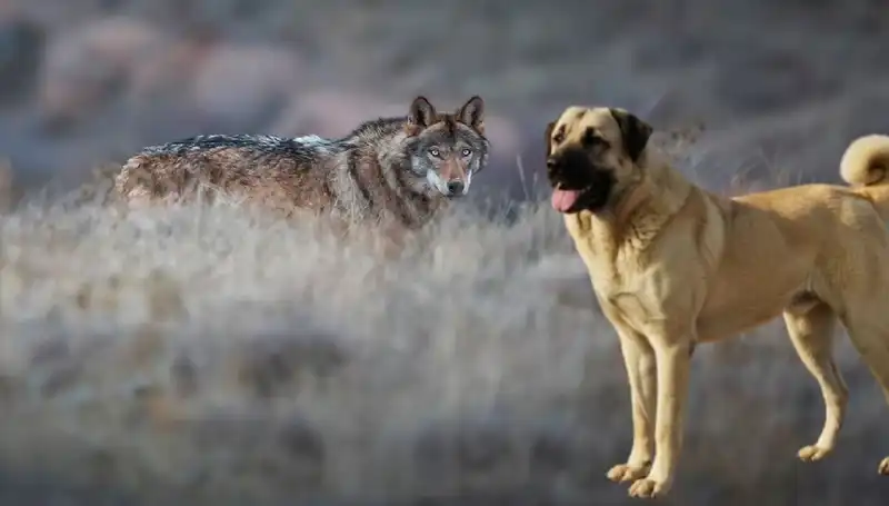 Kangal Köpeğine Artan İlgi: Kurt Popülasyonundaki Değişimler