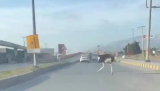 Hatay'da Trafikte Deve Kuşu Görenler Şaşkınlık İçinde Kaldı