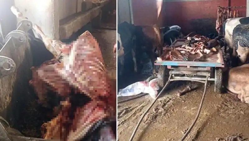 Adana'da At Eti Skandalı: 2,5 Ton Ele Geçirildi, 4 At Son Anda Kurtarıldı!
