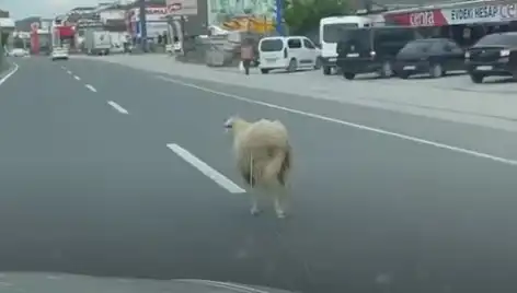 Yalova'da Kurbanlık Hayvan Kaçışı, Trafiği Felç Etti!