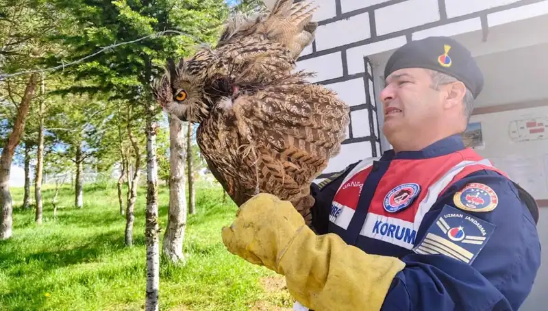 Dikenli Tellere Takılan Puhunun Şaşırtıcı Kurtuluş Hikayesi