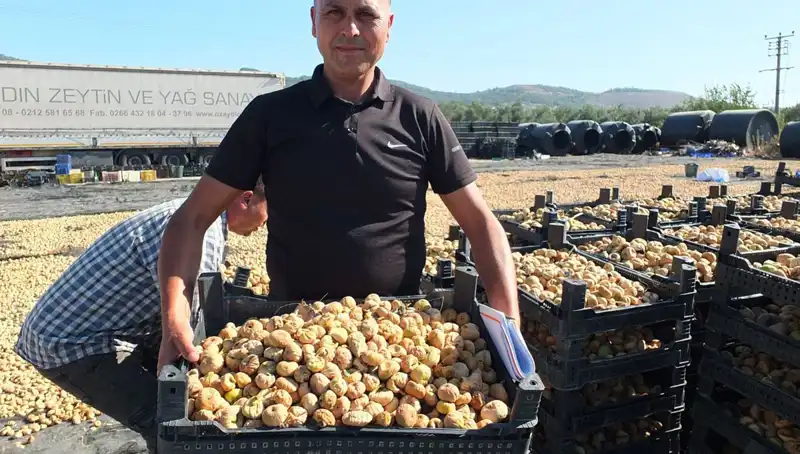 Balıkesir’de Hasat Başladı: Çin ve Rusya'ya İhraç Edilen Ürünler