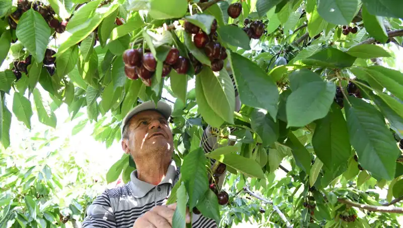 Lapseki Devi: Çay Bardağını Aşan Devasa Eşya ile Tanışın