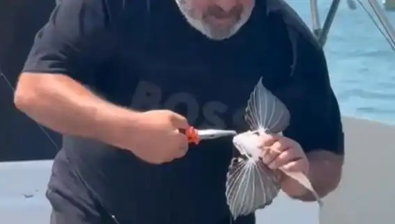Saros'ta Nadir Görülen Kırlangıç Balığı Oltaya Takıldı: Balıkçılar İçin Büyük Bir Sürpriz